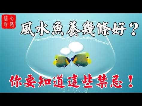 風水 魚 數量